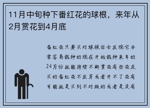 11月中旬种下番红花的球根，来年从2月赏花到4月底